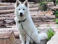 Schweizer Weißer Schäferhund Deckrüde - Traunreut