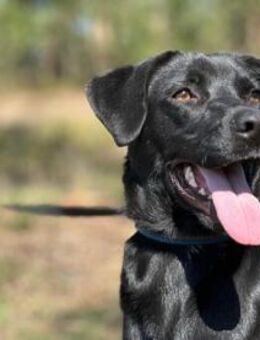 Brigas wünscht sich einfühlsame Menschen - Untergruppenbach