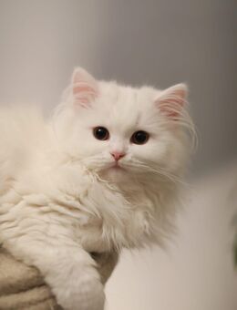 Perserkätzchen - Münster