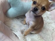Mini Mini Chihuahua Welpen - Holzgerlingen