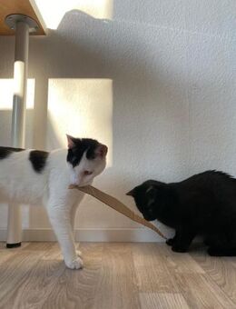 Peppa und Sally aus dem Tierschutz - Grevenbroich
