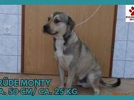 Monty Mischling Rüde sucht Zuhause - Margetshöchheim