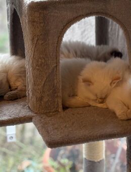 Letztes Ragdoll Kitten Mädchen sucht liebevolles Zuhause - Plau (See) Zentrum