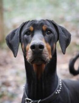 Zeus sucht rasseerfahrene Menschen - Pirmasens