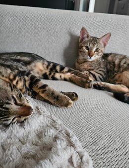 Bengal-Maine Coon Kitten-Geschwister - Speyer