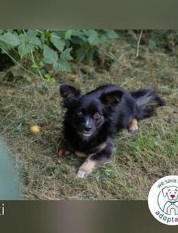Kiki: Sucht ein Zuhause - Kirchzell
