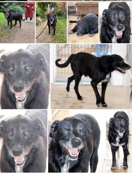 Wonneproppen King sucht eine liebe Famil - Gladbeck