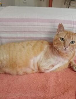 Felicia (FIV) Dreibeinchen sucht Zuhause - Wilhelmsfeld