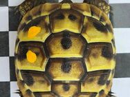 Griechische Landschildkröten NZ 2024 - Bruchköbel