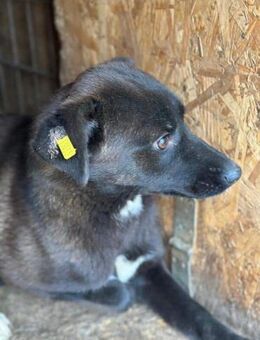 SAGA ~ für Hundeprofis - Duisburg