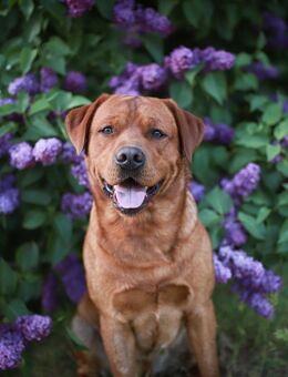 Labrador Deckrüde - Burow