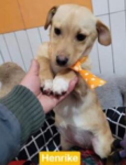 Henrike - Drillinge im 6-er-Wurf - Berlin