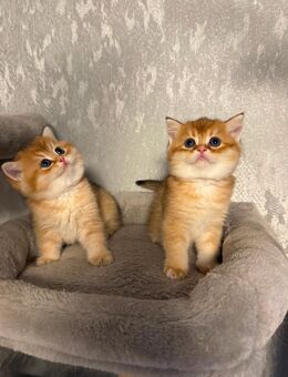 3 BKH Kitten black golden shaded - Herne Horsthausen