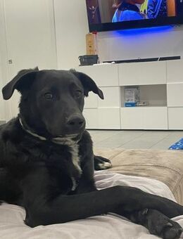 ANGIE 💜 benötigt dringend ein Zuhause - Herxheim (Landau)
