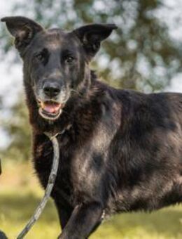 MINO - aufgeschlossen und freundlich - Overath