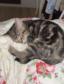 Britisch Kurzhaar und Bombay mix in 75173