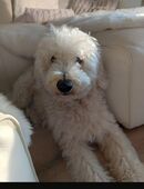 Goldendoodle 6 Jahre alt, abzugeben. in 76889