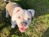 American bully hünd - Eisleben (Lutherstadt) Wolferode