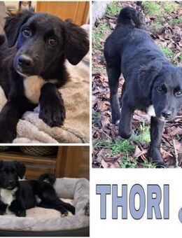 THORI -Rundum tolles Hundekind- - Duisburg