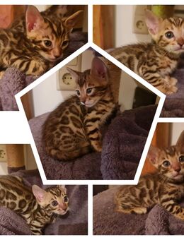 Exklusive Bengal Kitten mit Stammbaum - Waldshut-Tiengen
