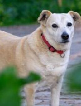 Oma Bella sucht ihre für immer Familie! - Krefeld