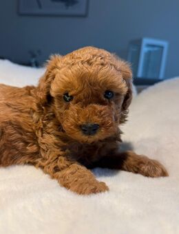 Red-Maltipoo-Welpe: liebevoll aufgezogen, verantwortungsvoll abzugeben - Steinfurt