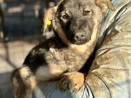 CIELLE ~ will nur kuscheln - Duisburg