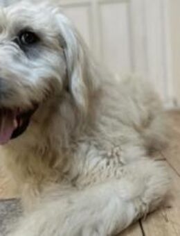 Gewinnst du Bertils Vertrauen? - München