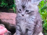 Noch ein Reinrassiges Maine coon Mädchen sucht ihre Familie - Hohenroda