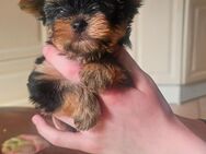 Yorkshire Terrier Welpen - Schafstedt