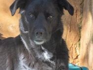 Luna - lackschwarze Beauty - Burgstetten