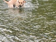 Labrador Golden Retriever Mix - Gelsenkirchen