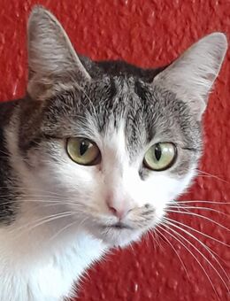 Lucy sucht zuhause für immer - Leipzig