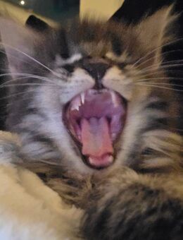 2 Zuckersüsse Maine Coon Kitten - Todtenweis