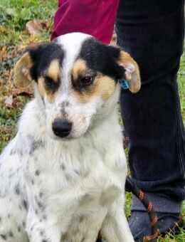 NELLY = eine äußerst freundliche 🐕🐾♥️ - München
