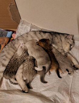 Bkh kitten - Duisburg