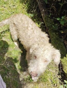 Freundlicher Odin aus Tierschutz! - Prien (Chiemsee)