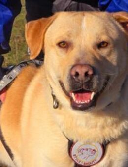 Hector Riese mit Kuschelpotenzial - Eixen