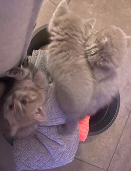 Bkh Kitten Abgabe ab 12.9.25 Blue Tabby grau - Zinnowitz