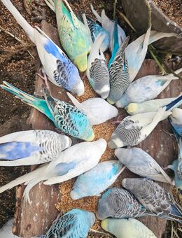 Wellensittich Regenbogen 🌈 jung und alt vom Züchter direkt DKB - Wiesbaden