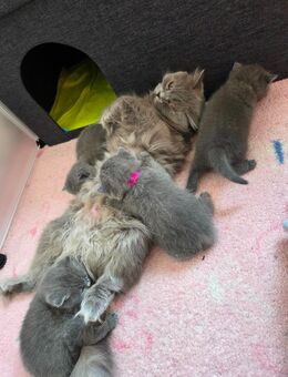 BLH/BKH Kitten - Bebra