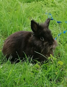Zahmes Löwenkopfkaninchen Rambo sucht liebevolles Zuhause - Hamm