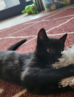 Katzenbaby Mädchen Kitten - Erkelenz