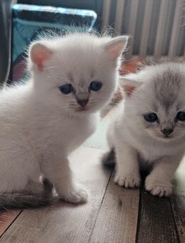 Süße BKH Kitten - Dortmund