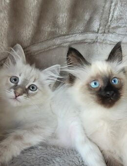 Neva Masquarade Sibirische Waldkatzen Kitten - Stemwede