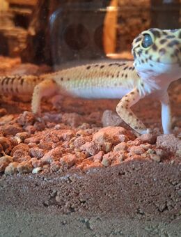 Leopardgecko Männchen mit Terrarium und zubehörr - Heide