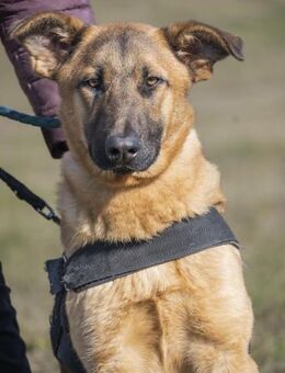 Anton aufgewachsen im Tierheim - Puchheim