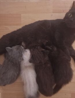 2 Süße Kitte suchen ab sofort neues Zuhause! - Potsdam