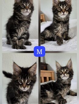 Maine coon Kitten - Düsseldorf