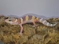 Super süße Leopardgeckos 2025 super Zahm in 41363